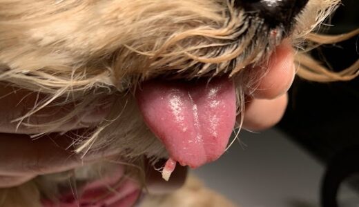 舌（ベロ）の外傷