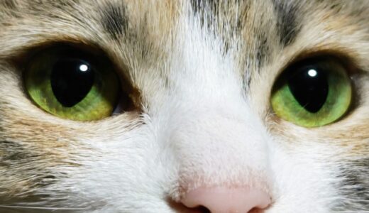 鼻の奥をきれいに！内視鏡で行う鼻腔内治療
