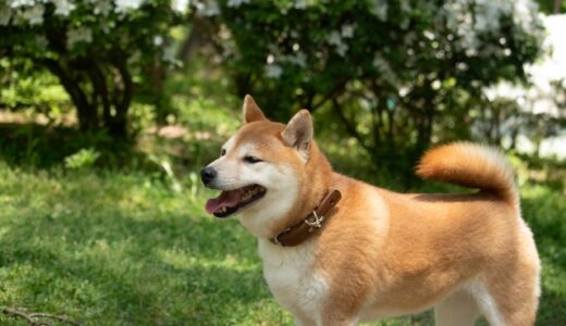 胃の腫瘍