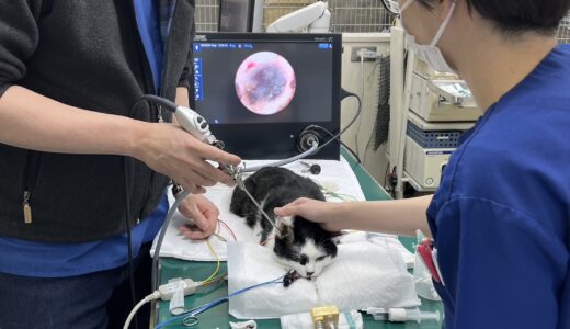 耳科診療（ミミダニによる中耳炎）