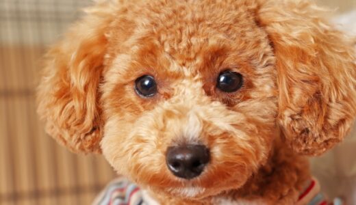 犬の角膜潰瘍