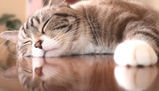 FIP（猫伝染性腹膜炎）