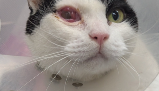 猫の角膜潰瘍